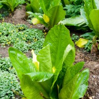 American Skunk Cabbage